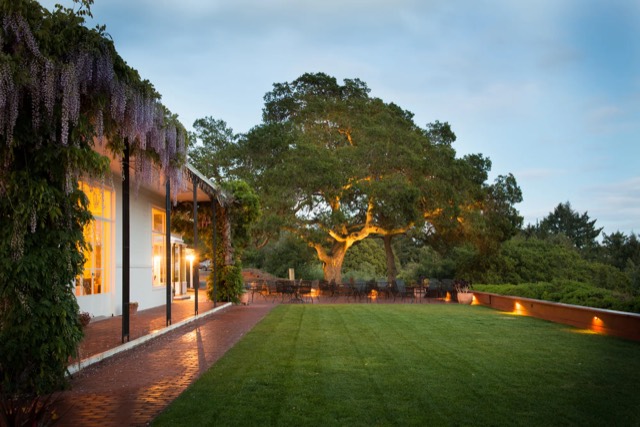 Hollins House backyard lawn and oak tree at dusk